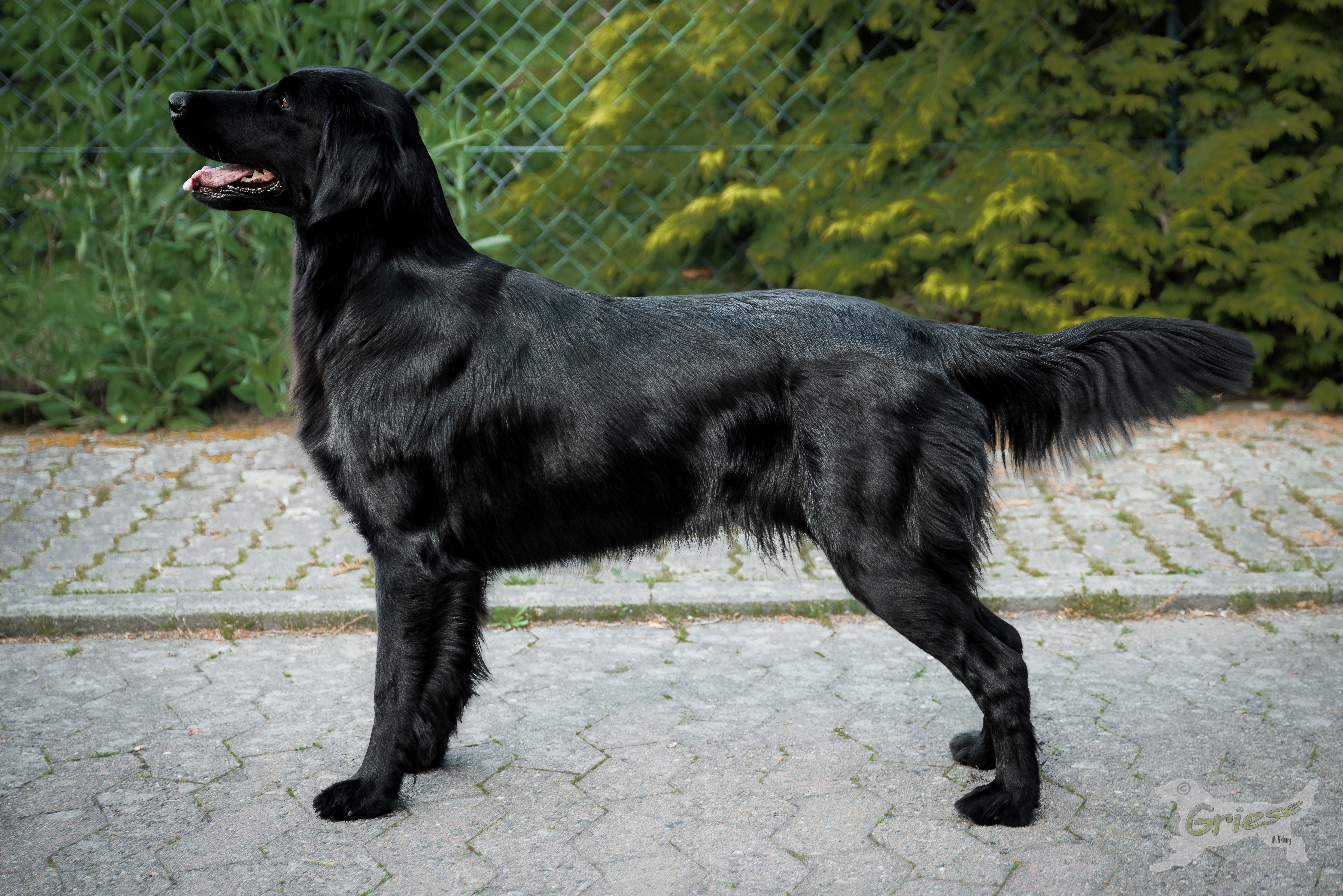 Skadi's Hochzeitsphoto